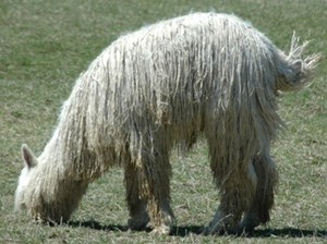 SuriPaco Farm LLC