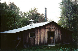Pumpkin Hollow Maple