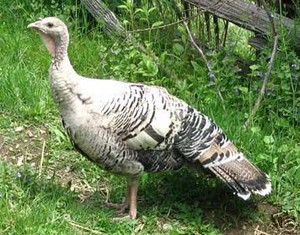 Heritage Valley Flock
