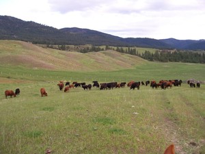 Diamond Plus Ranch