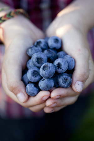 Bow Hill Blueberries