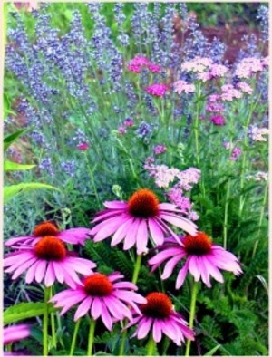 Moonwise Herbs & Brooms