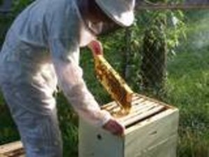 Sugarbush Bees
