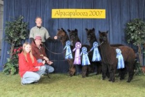 Alpacas at Legacy Ranch