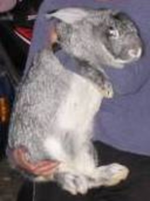 Wild Hare Farm