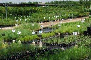 Out Back Nursery