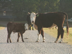 Nelson Ranch