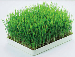 The Wheatgrass Lady