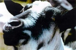 Shamrock Artisan Goat Cheese