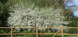 Many Friends Farm