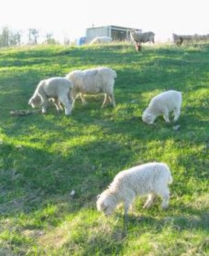 Apple Jack Creek Farm