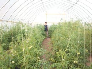 Goats & Gardens