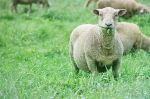 Hidden Pasture Farm