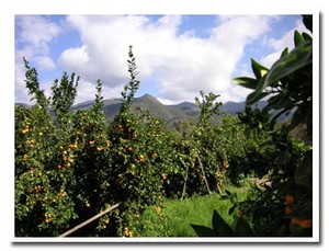 Churchill Orchard