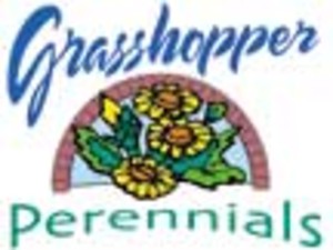 Grasshopper Perennials