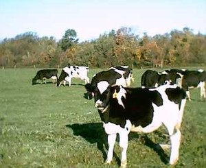 SignHurst Dairy
