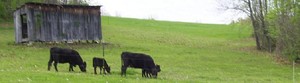 Concord Meadows Farm