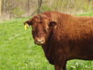 Egly 100% Natural Grass Fed Grass Finished Beef -Red Devons