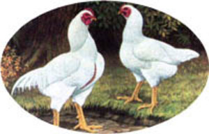 White Cloud Farm