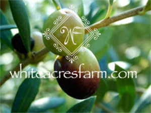 White Acres Farm
