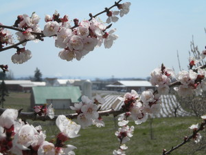 Strites Orchard