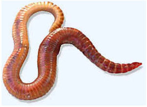 CompostCritter