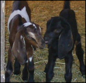 Urban Acres Farm