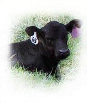 Grandview Farms