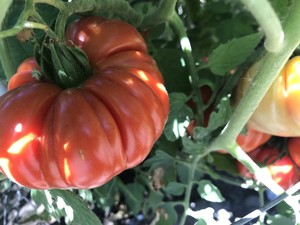 Kitchel Family Organics