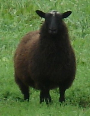 Trimburfield Finnsheep