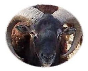 Wind Ridge Farm