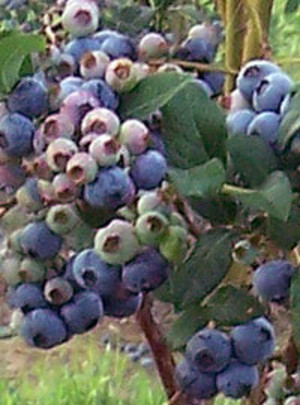 Kiomatia Blueberry Farm