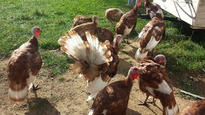 Mostly Green Acres