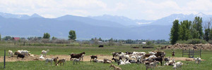 Amaltheia Organic Dairy
