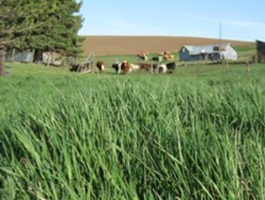 Turnbow Flat Farm