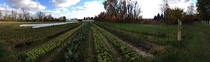 Granor Farm
