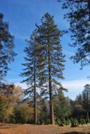 Mountain View Trees