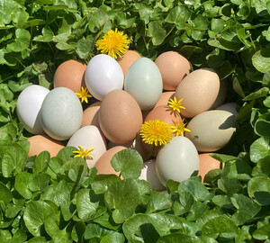 Spring Creek Farm