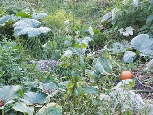 Barton Farms & Gardens