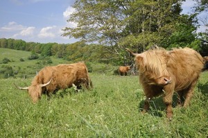 Nectar Hills Farm