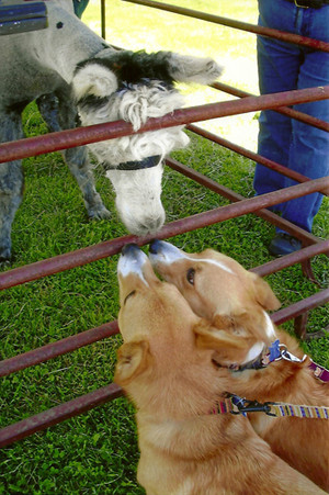 Wright Choice Alpacas