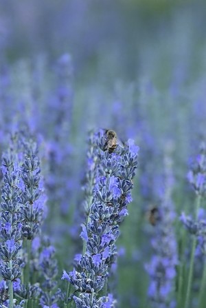 Harmony Lavender