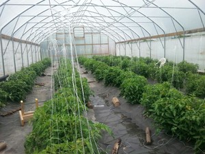 v.p.farm