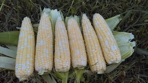 Konrath Natural Farm