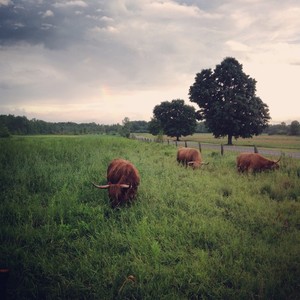 Flycreek Farm