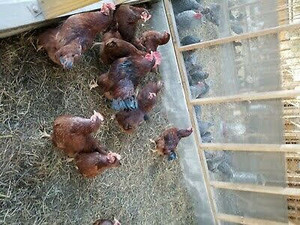La'Cour Family Farms