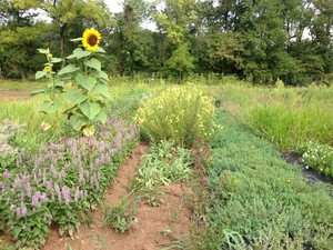 Locust Light Farm