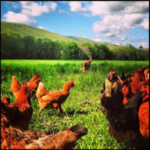 Forks Farm & Market LLC