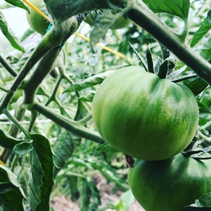 SnoValley Gardens