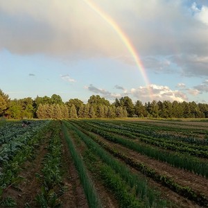 Love Grows CSA